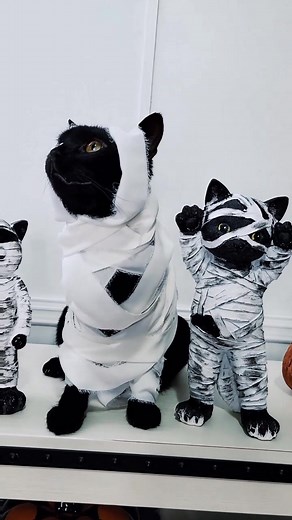 The cutest mummy ever 🖤 #mummycat #catcostume #dressup #halloween2022 #spookyvibes #blackcat #blackcatsoftiktok