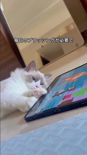 Ragdoll Cat Characteristics and Points to Note | Things You Should Know Before Owning One
