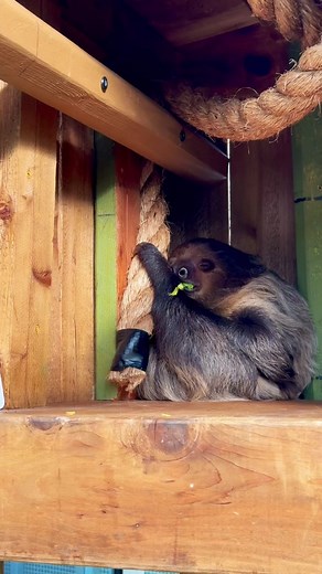 Sol the sloth fell asleep while eating breakfast 😂🦥 #animals #cute #cuteanimals #sloths #fyp #foryou