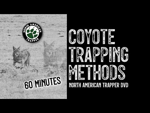 COYOTE TRAPPING Methods ~ North American Trapper DVD