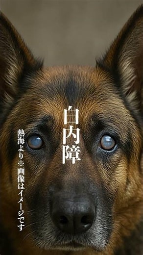 ＃里親募集＃ジャーマンシェパード女の子のレスキュー依頼熱海市より飼い主さんが倒れ植物人間状態。後見人もいない…。噛まれた方二人白内障この二ヶ月で後ろ足が衰えて足を引きずるようになり室内で垂れ流し状態。