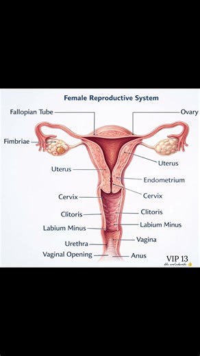 Female Reproductive System Anatomy | Full Labeled Diagram for Easy Learning" #anatomy #shorts #short