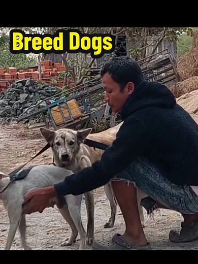 Best age to Breed a Dogs #dogs #breeding #foryou