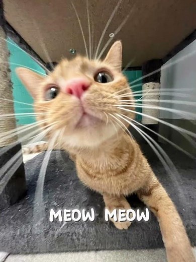 I would never Meow for anyone | Yim si wan and Jo yuri edit #Meow #cat #Yimsiwan #Joyuri