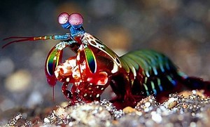 10 INTERESTING FACTS ABOUT PEACOCK MANTIS SHRIMP - Kaziranga.org