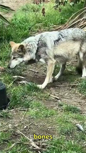 “Wolves: The Intelligent Predators That Rule the Wild 🐺”