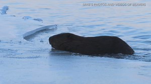 34K views · 2K reactions | Beaver Fail videos!  I don’t have a prank to play for April Fools Day, so I thought I would share these video clips of beavers looking foolish. This video has various clips of beavers slipping, flipping and falling through the ice. Don’t worry, no beavers were harmed in the making of this video. #beavers #beaver #wildlifephotography | Mike’s photos and videos of beavers | Facebook