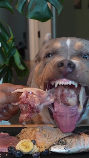 XL Bully Mukbang: Raw Breakfast Experience