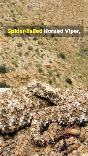 Meet the SPIDER-TAILED Horned Viper: Nature's Creepy Con Artist!