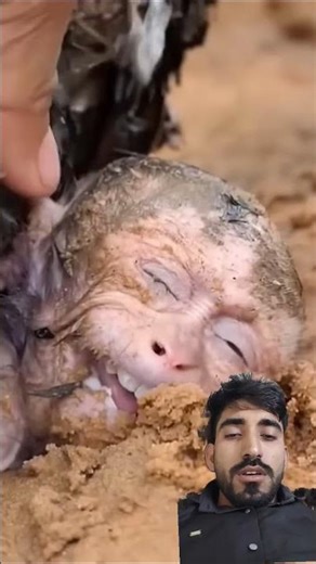 👶 छोटा सा चैंप 🏆#youtubeshorts #viral #trading