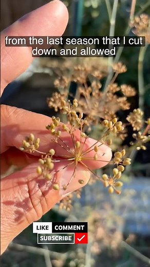 How to process fennel seeds #gardening #gardentotable #fennel