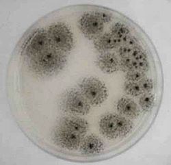 Aspergillus awamori - Alchetron, The Free Social Encyclopedia