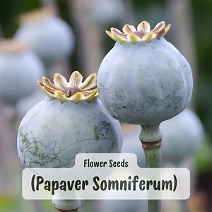Turkish Blue Poppy Seeds: Papaver Somniferum, Lavender Purple Blooms - Etsy