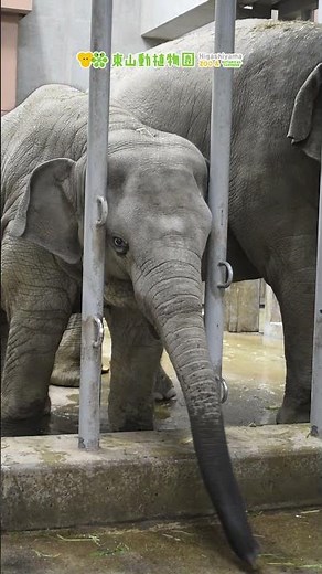 【東山動植物園公式】うらら、誕生日の朝〜アジアゾウの赤ちゃん成長記（52）〜《 アジアゾウ ゾウ 》