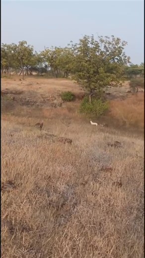 Bilal Habib on Instagram: "A rare case of wolf–dog mating has been recorded in India — a warning sign for the future of our wild wolf populations. Hybridisation threatens genetic purity, behaviour, and long-term survival of wolves. Urgent need to manage free-ranging dogs and protect wolf habitats. @wii_india @thegrasslandstrustindia @modi_shrushti @lauren_hennelly #WildlifeConservation #IndianWolf #fypppppppppppppppppppppppppppppppppppppppppppppppppppppppppppppppppppppp"