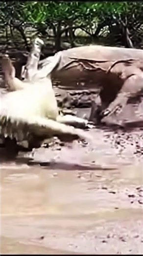 How Can a Giant Comodo Dragon fight back a Deadly Crocodile Ambush? part 12