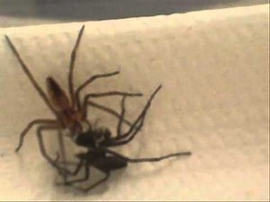 Female spider expects gift before sex…and it had better be a good one - National | Globalnews.ca