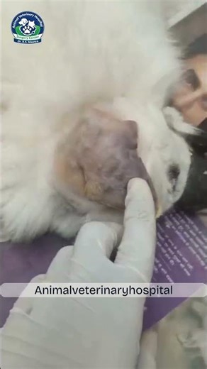 Dog Ear Hematoma Surgery in Indore | Advanced Veterinary Operation | Pet Hospital Indore