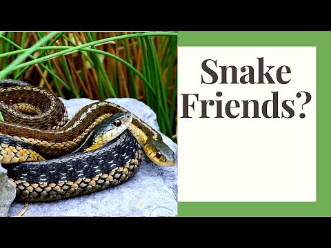 Garter Snakes: Surprising Fun Facts