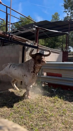 Skillful Cowboy on Instagram: "The Lidia bull, also known as the toro bravo, is a breed of Spanish fighting bull, bred specifically for strength, stamina, aggression, and a wild, unpredictable nature. This isn’t just any bull. The Lidia bull is raised in rough terrain, far from civilization, to develop its natural instincts and physical power. It’s not domesticated. It’s respected, sometimes feared, for its bravery and fighting spirit. It charges when provoked, it holds nothing back, and it will