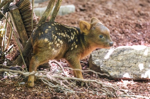 ‘Baby boom’ continues at Nashville Zoo with birth of southern pudu