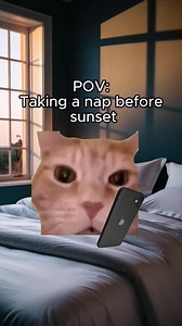 92K views · 4.1K reactions | #explorepage #memesdaily #memes #explorepost #catmemes #memestagram #cats #wholesome #funnymemes #viralvideochallenge | Cat Meme Hub | Facebook