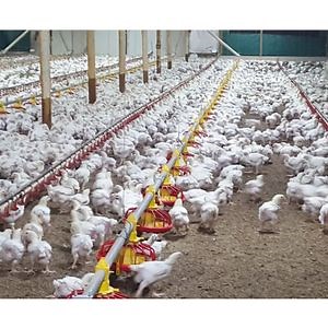[Hot Item] Automatic Pan Feeder System/Poultry Feeding Line For Chicken
