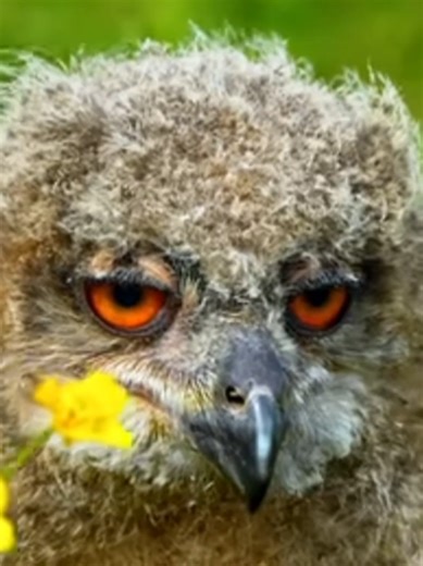 Explore Fascinating Animal Movements Around the World