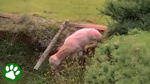 Sheep had lost all hope when a kind-hearted couple stepped in to help
