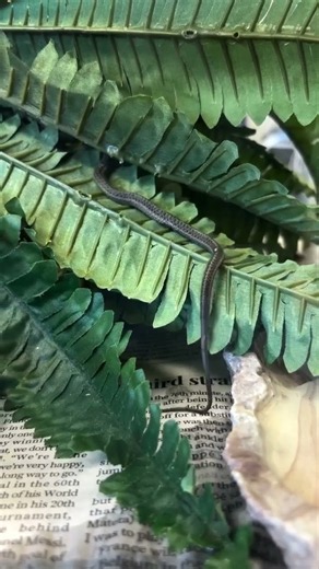 A surprise in the wildlife hospital: baby garter snakes! 🐍 This adult female garter snake arrived