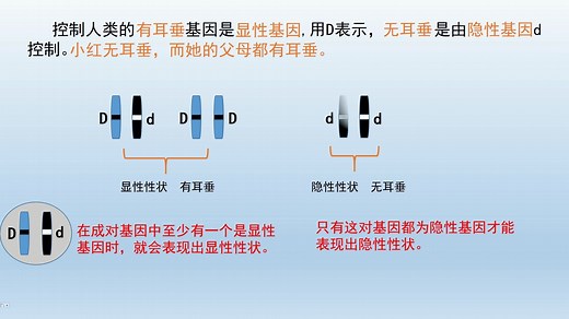 《基因的遗传规律》微课