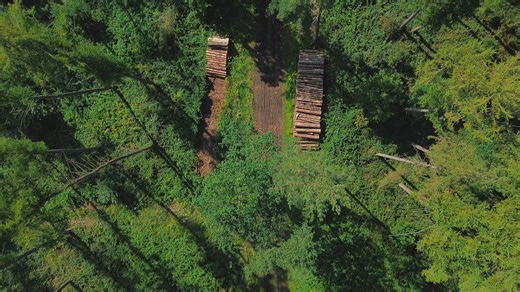 Forest, Woods, Deforestation. Free Stock Video