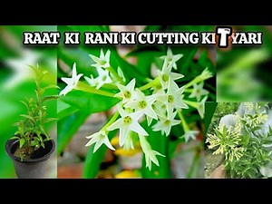 How to Grow Raat Ki Rani Plant from Cuttings | Easy Planting Method | Ibrahim family vlog