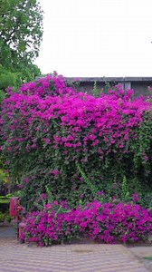 6.3K views · 42 reactions | Lose yourself in the quiet luxury of ITC Mughal, a Luxury Collection Resort & Spa, Agra. Stay in rooms that open into gardens, where mornings unfold with birdsong and silk-soft sunlight. Royal feasts arrive course by course. Every detail is draped in elegance, designed to be felt even after you leave. #ITCHotels #ResponsibleLuxury #TheLuxuryCollection #ITCMughal | ITC Hotels | Facebook