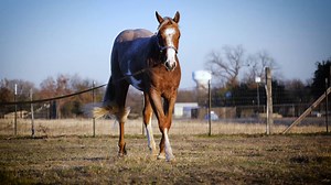 Just in time for Christmas! Here's a 2017 APHA gelding by VS Code Red out of a Zippos Sensation daughter - "Tuesday" is great-legged, great-minded, and is available for your consideration. Contact Robin Beaty-Chance or Brock Washburn with inquiries! | Superlative Equine