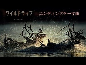 「ワイルドライフ」 エンディングテーマ曲 ☆耳コピ 楽譜付き