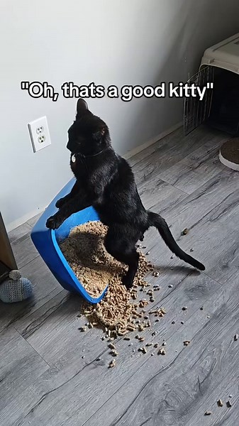 The Mischievous Adventures of My Evil Kitty