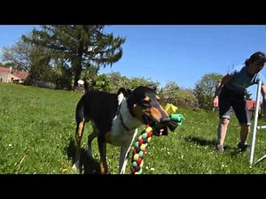 GO! Smooth Collie in Action