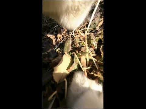 The Explorer Cat 🐾 Discovering the World Step by Step