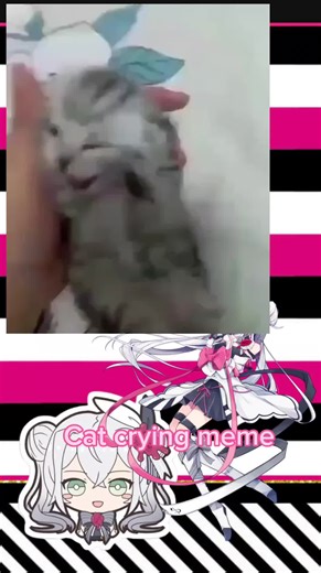 Crying Cat Memes That Will Make You Laugh