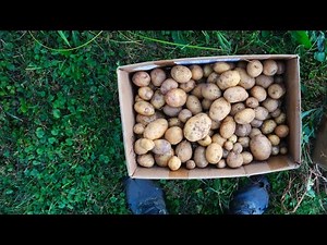 Digging Up Potatoes! How to Know When & How to Harvest