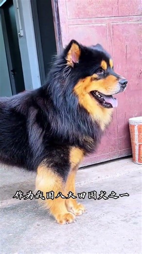 Chinese Countryside Dog: Meet the Unique Siyan Tiebaojin