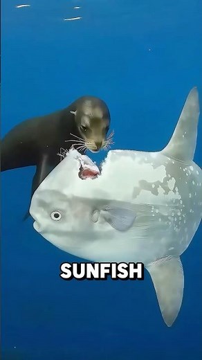 The Sunfish Nobody Wants to Catch