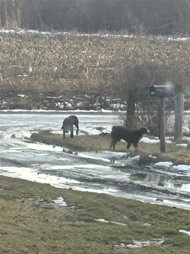 Crawford County PA Lost and Found Pets | Here are more pictures of the dogs that have been around my house all day in Atlantic | Facebook