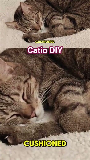 Catio DIY #catio #catpatio #catfurniture #outsidecats #catowners #catmeme #catmom #cats #cathouse