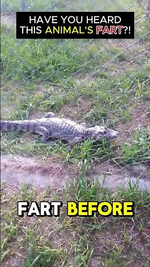 Have you HEARD ALLIGATOR FARTED 😂😂