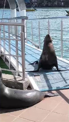 Vocalizing Sea Lions, Galapagos, Responsible Travel South America 🇪🇨