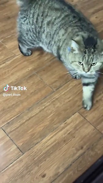 chỉ là chơi vui với mèo đẩy nhau thôi tại sao bị vipham vậy#meobuongbinh #mèo #meomeo #meo #meonghichngom #meohunghang