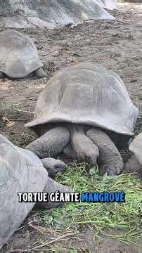 Best-of Seychelles
