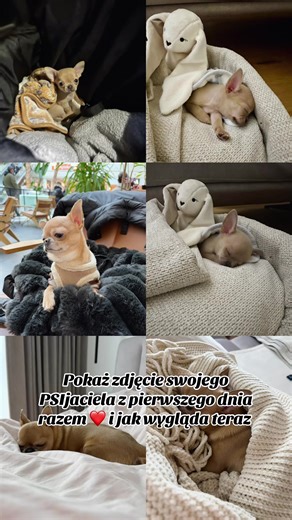 Jak ten Coco wydoroślał 😄😍😄🥰 Pamiętasz swój pierwszy wspólny dzień z ukochanym PSIjacielem? 🥹 koniecznie podziel się zdjęciami z tego okresu i pokaż jak wygląda teraz 🥰 #psijaciel #chihuahua #pieski #pieskiezycie #najlepszemomenty